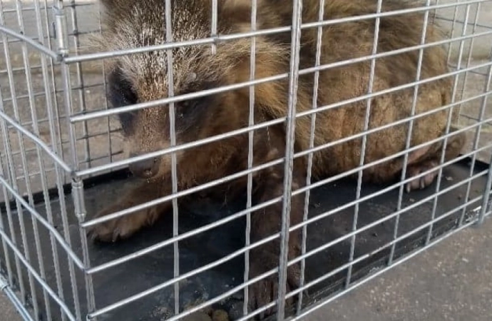 {Olsztyńscy strażnicy miejscy pomogli rannemu zwierzęciu.}