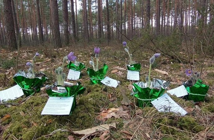 {Leśnicy apelują, by nie zabierać do domu wiosennych kwiatów.}